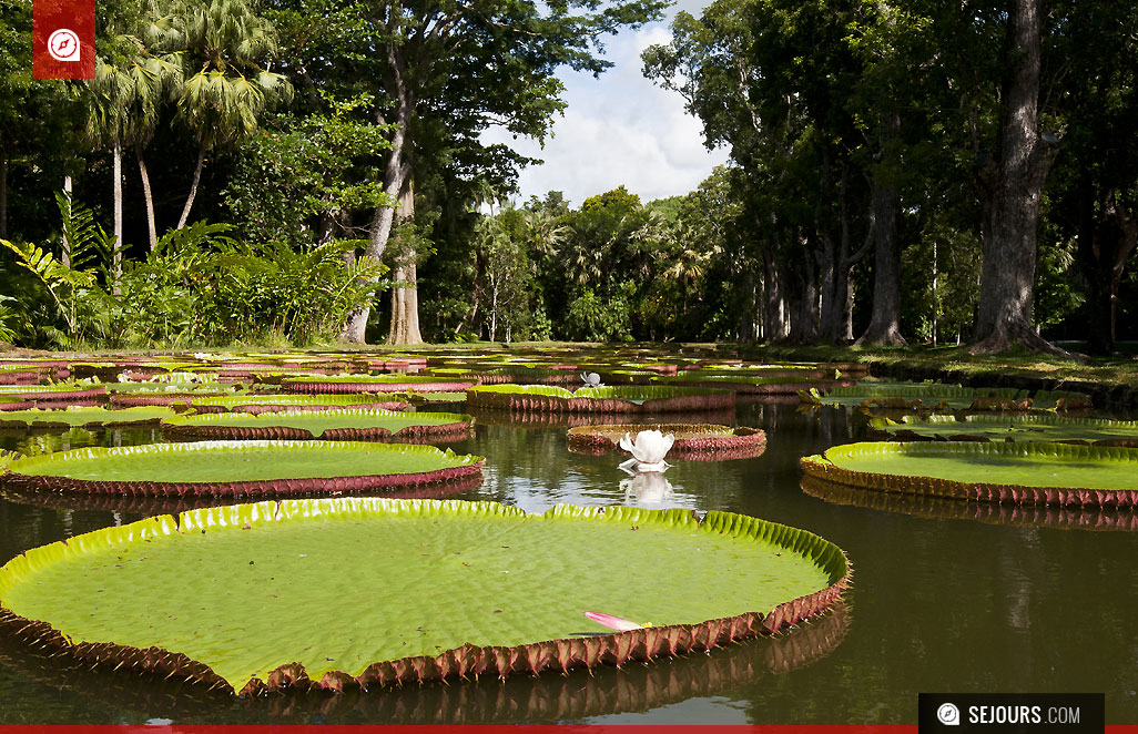 Lys amazonien géant dans le jardin botanique Pamplemousess