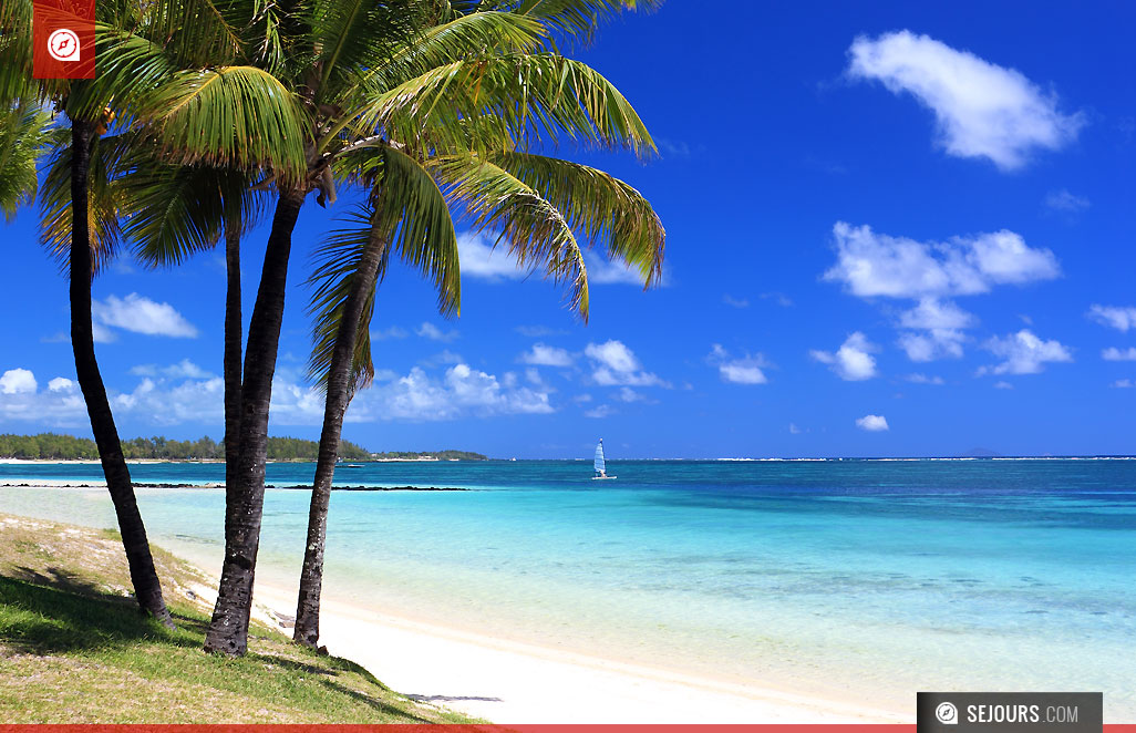 Plage avec des palmiers