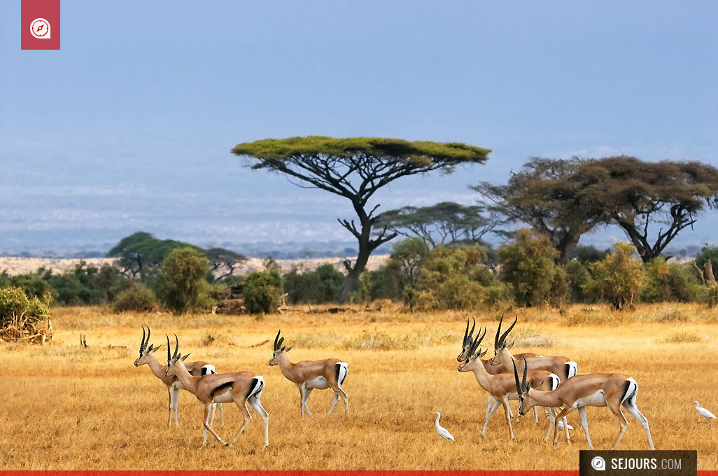 Amboseli