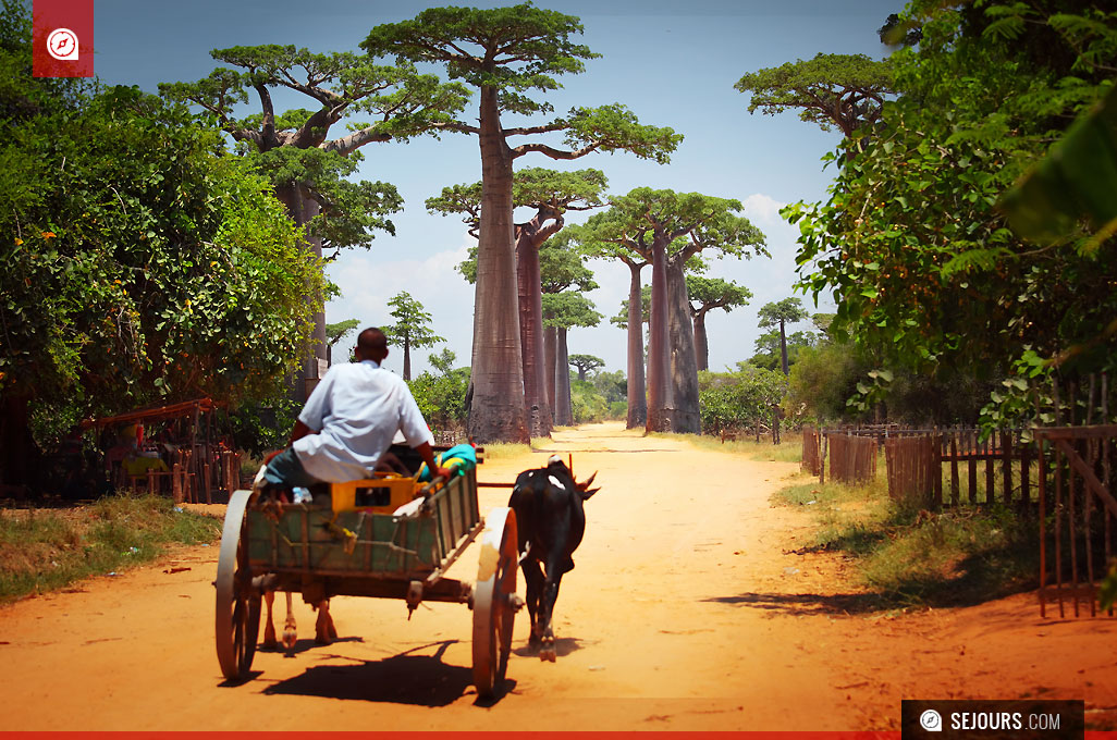 Route de baobab