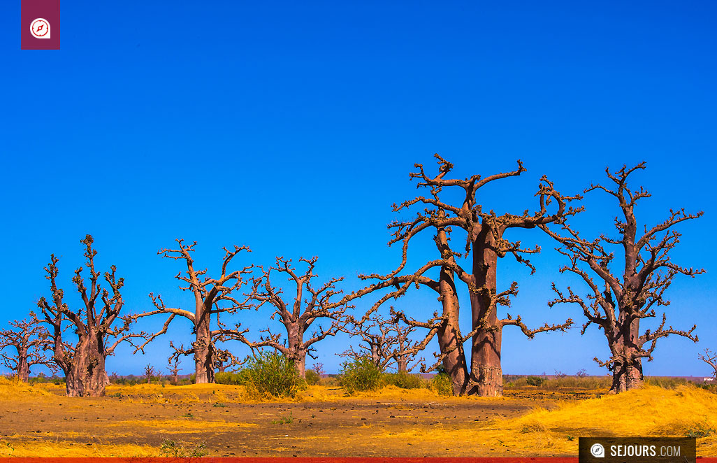 Baobab - Sénégal
