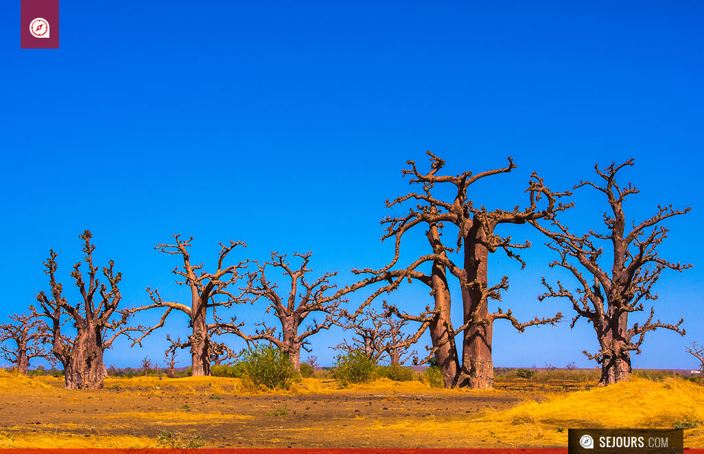 Baobab