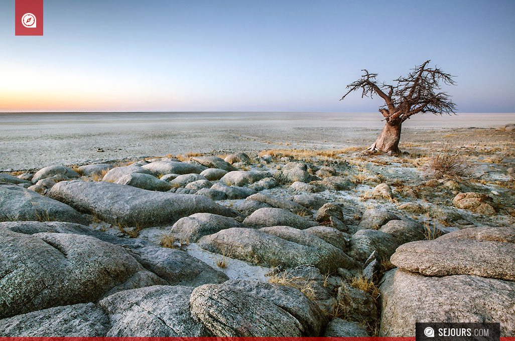 Baobab