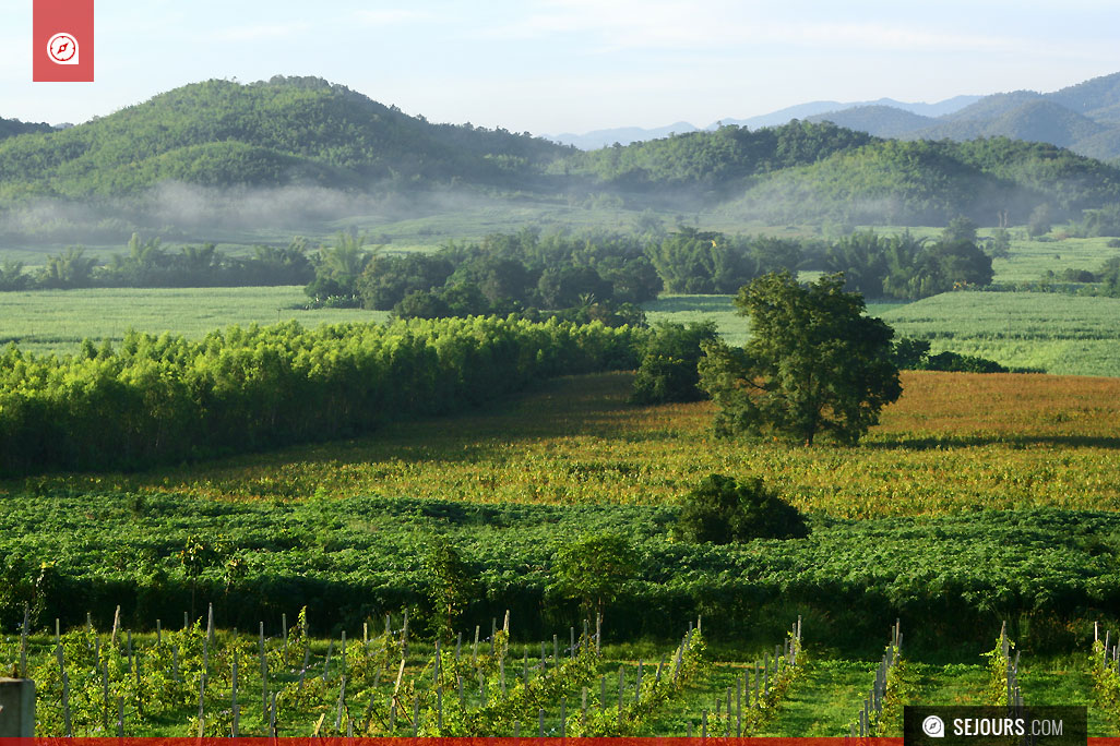 Vignoble à Kanchanaburi